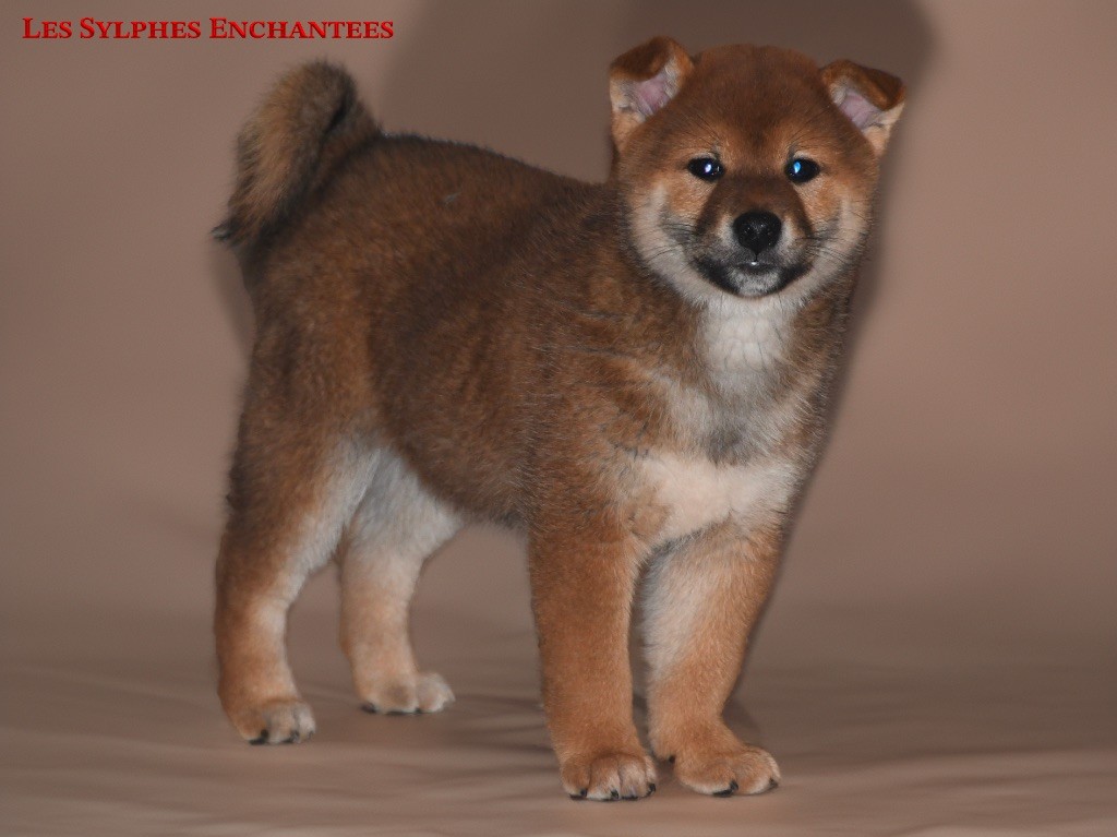 des sylphes enchantées - Chiot disponible  - Shiba