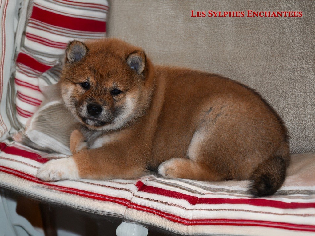 des sylphes enchantées - Chiot disponible  - Shiba