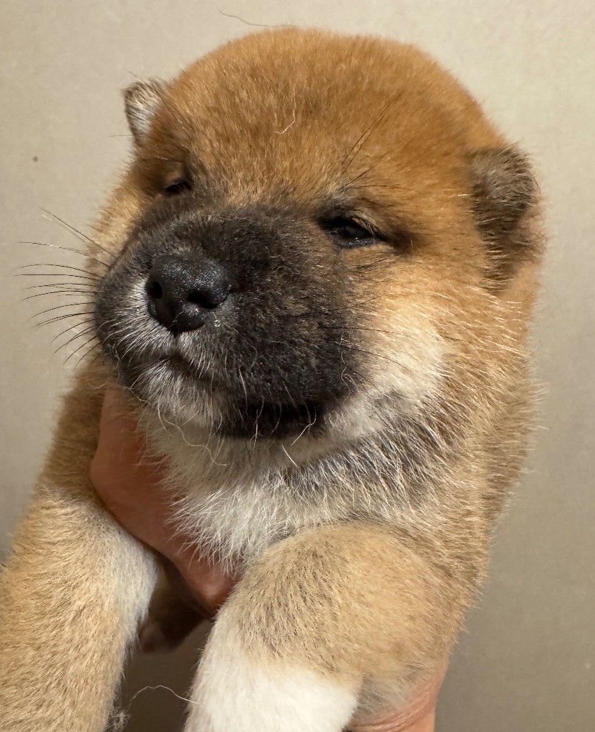 des sylphes enchantées - Chiot disponible  - Shiba