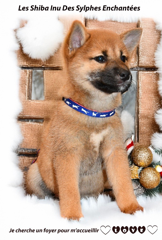 des sylphes enchantées - Chiot disponible  - Shiba