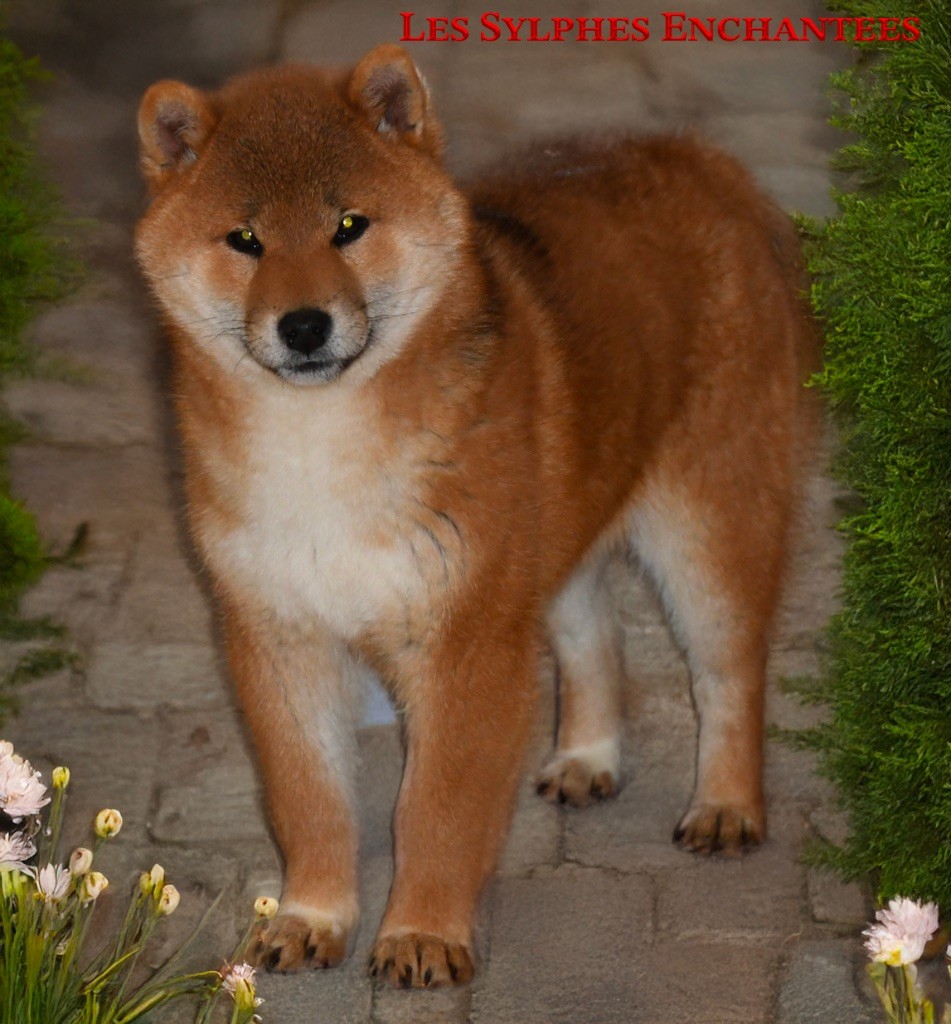 des sylphes enchantées - Chiot disponible  - Shiba