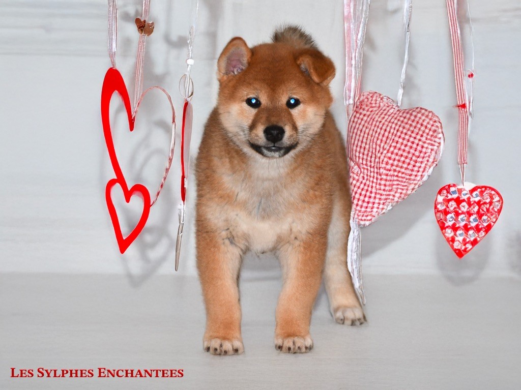 des sylphes enchantées - Chiot disponible  - Shiba