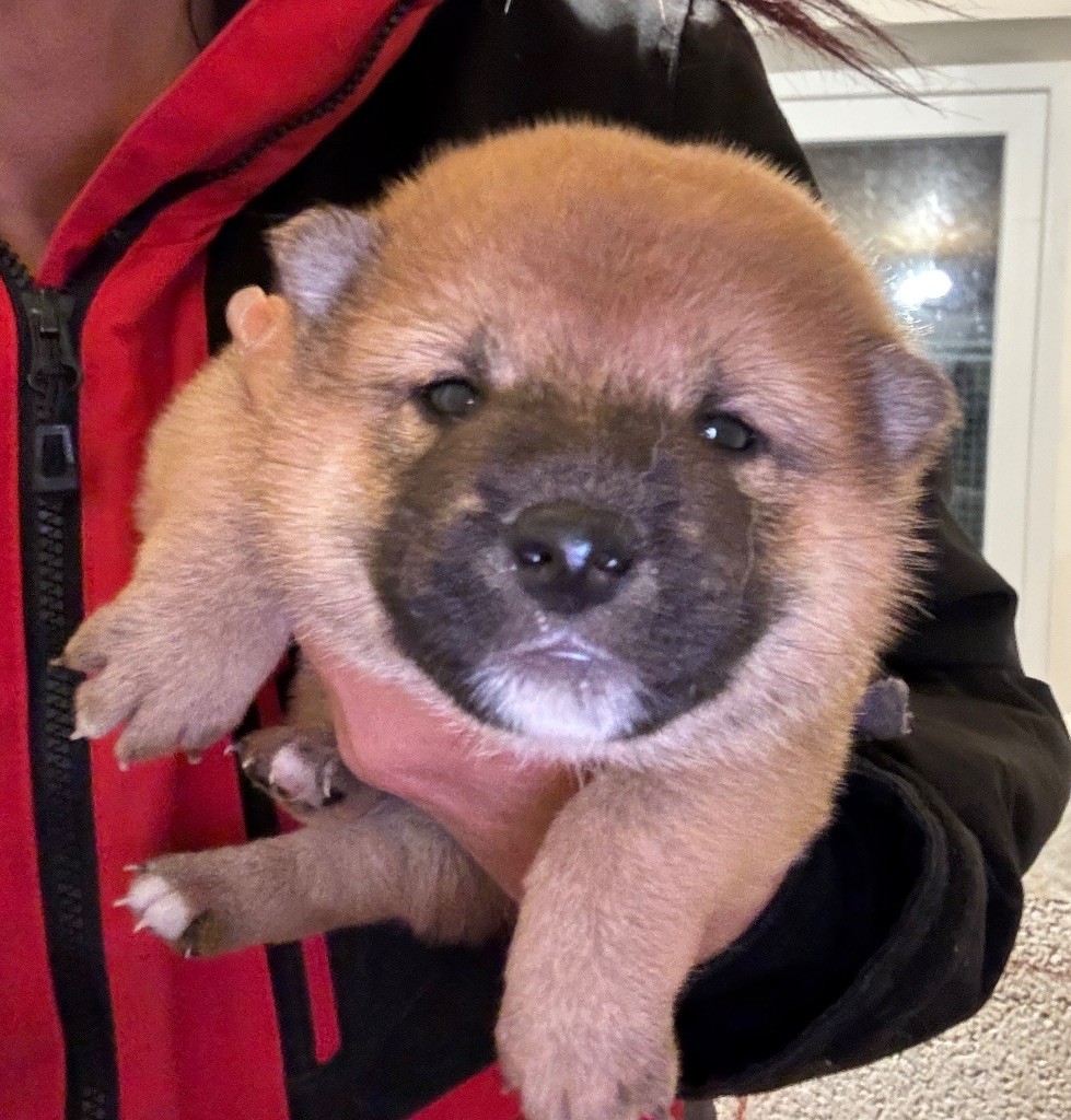 des sylphes enchantées - Chiot disponible  - Shiba