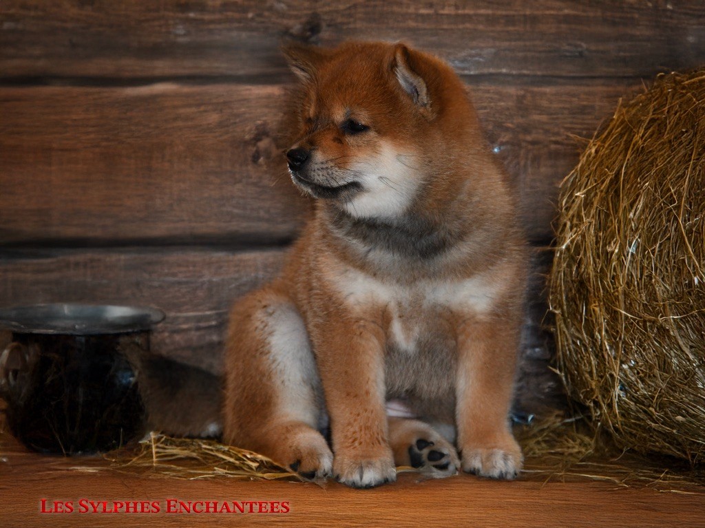 des sylphes enchantées - Chiot disponible  - Shiba