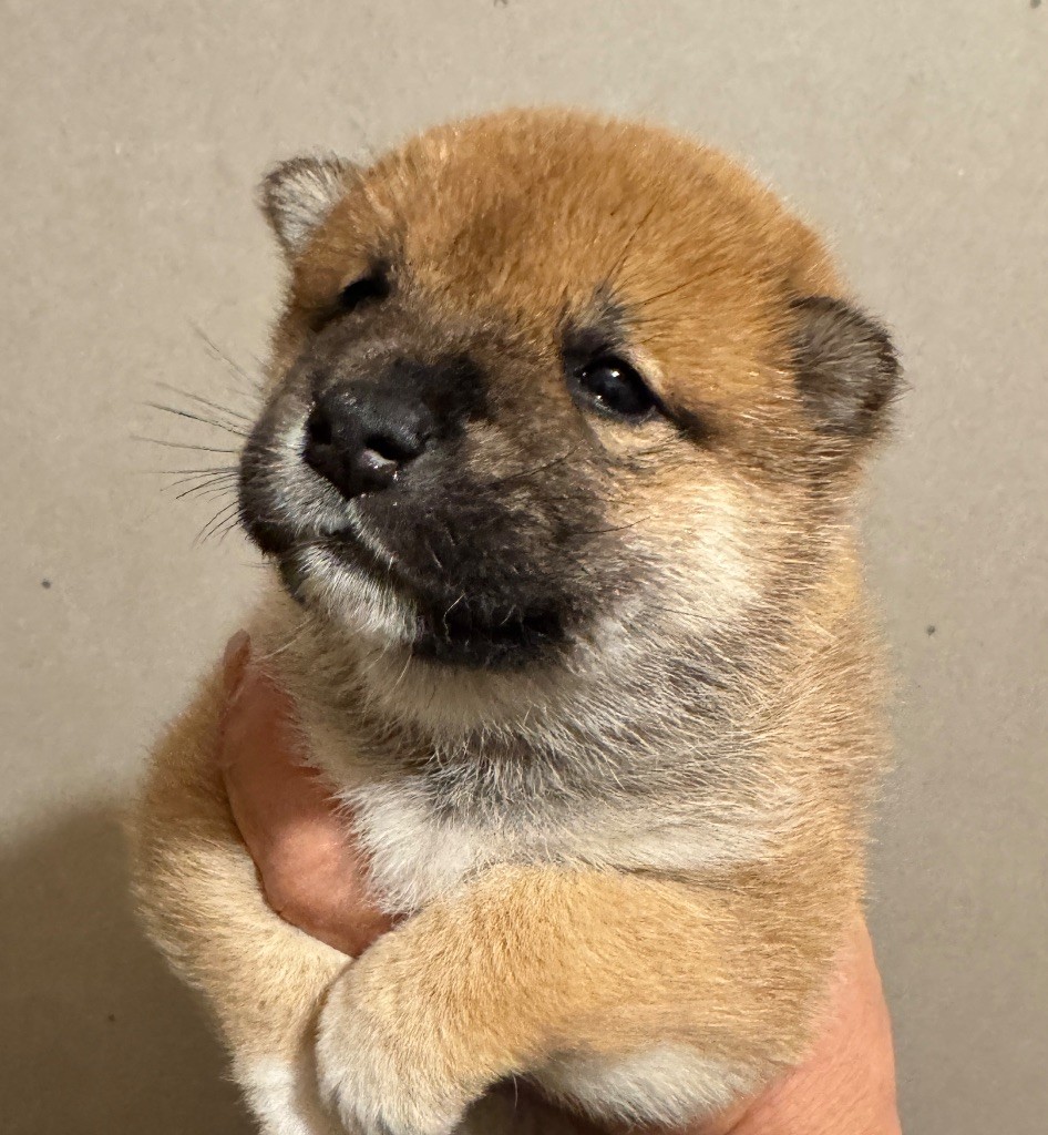 des sylphes enchantées - Chiot disponible  - Shiba