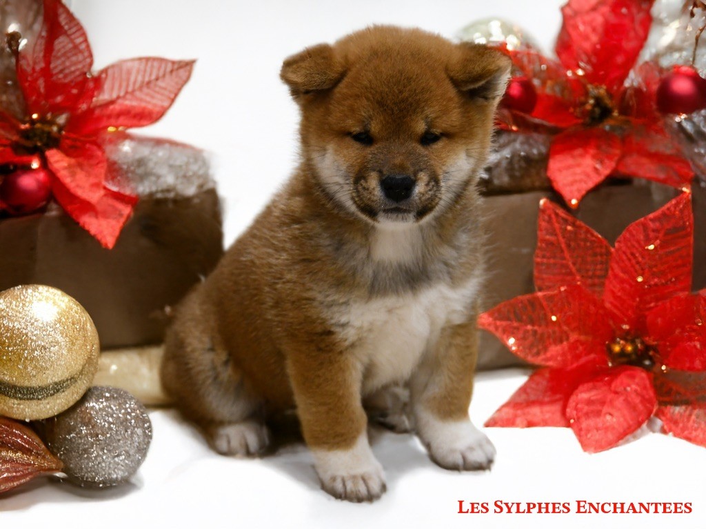 des sylphes enchantées - Chiot disponible  - Shiba