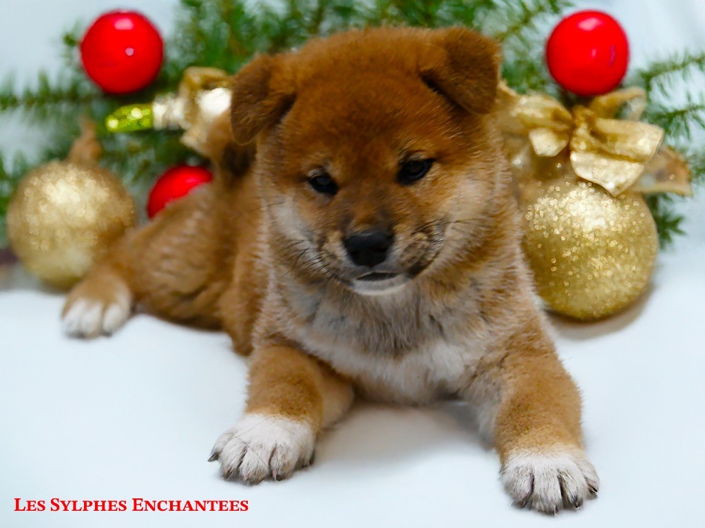 des sylphes enchantées - Chiot disponible  - Shiba