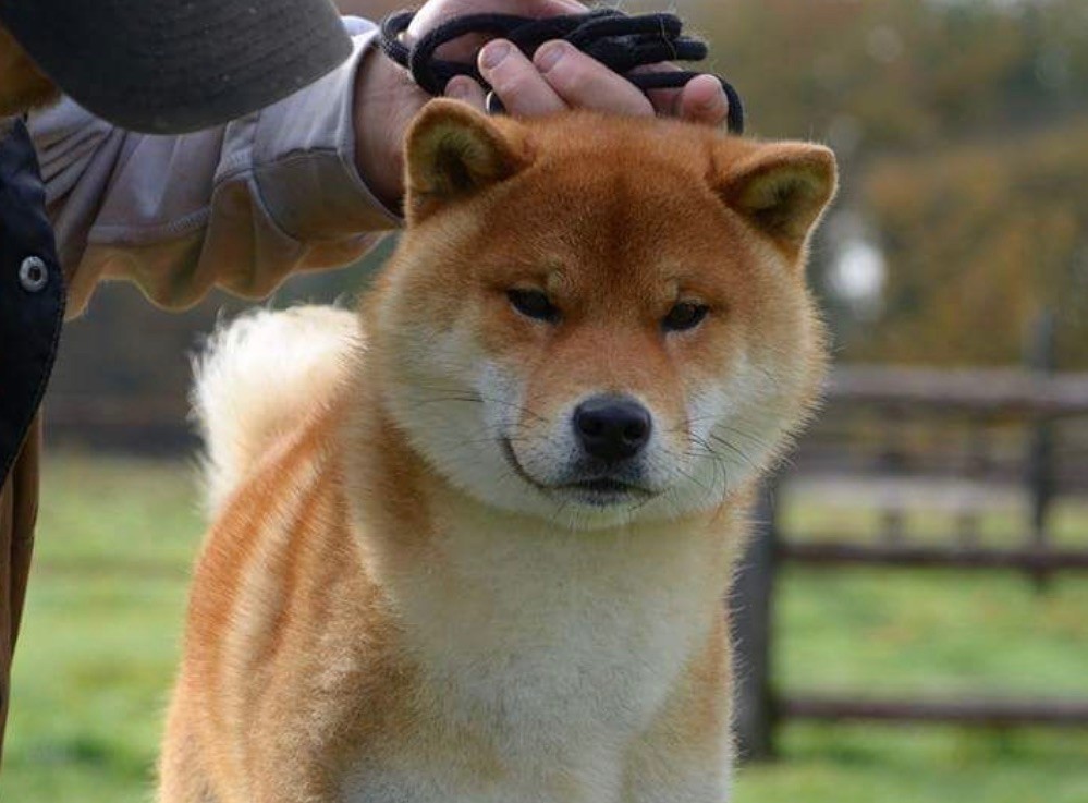 Makoto go Hoxakam
