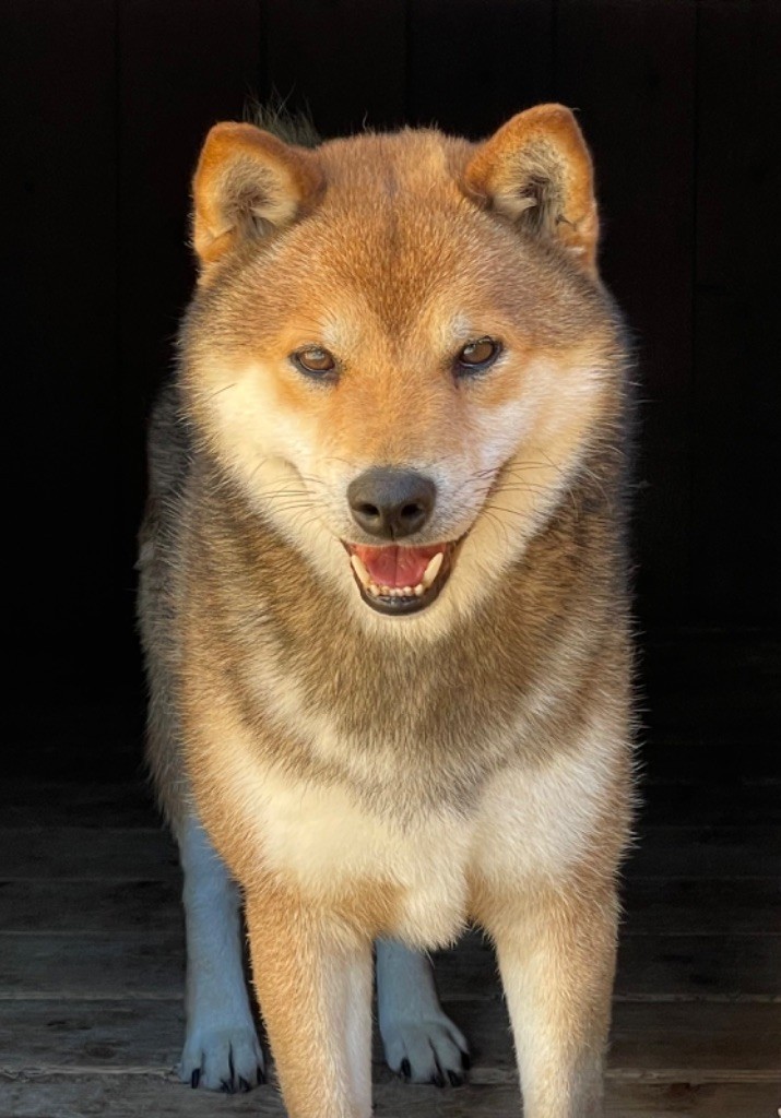 Hoxakam Peanuts
