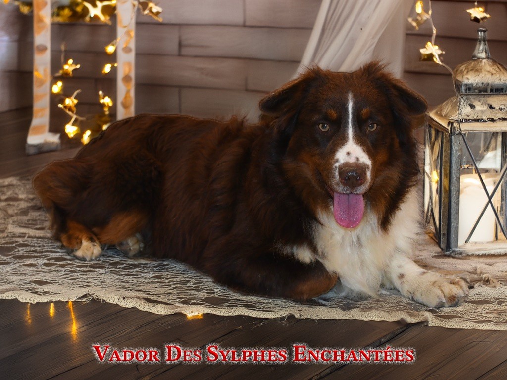 Vador des sylphes enchantées