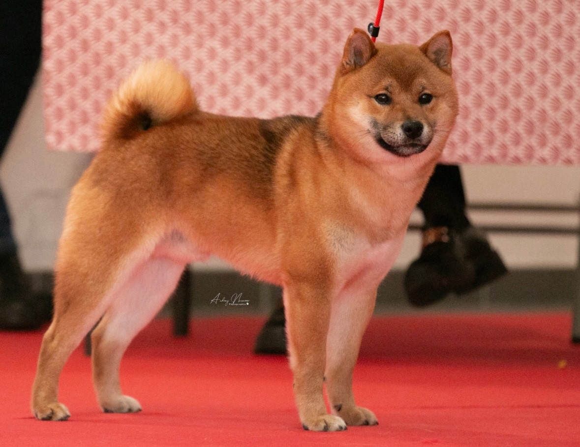 Ubeijin des sylphes enchantées