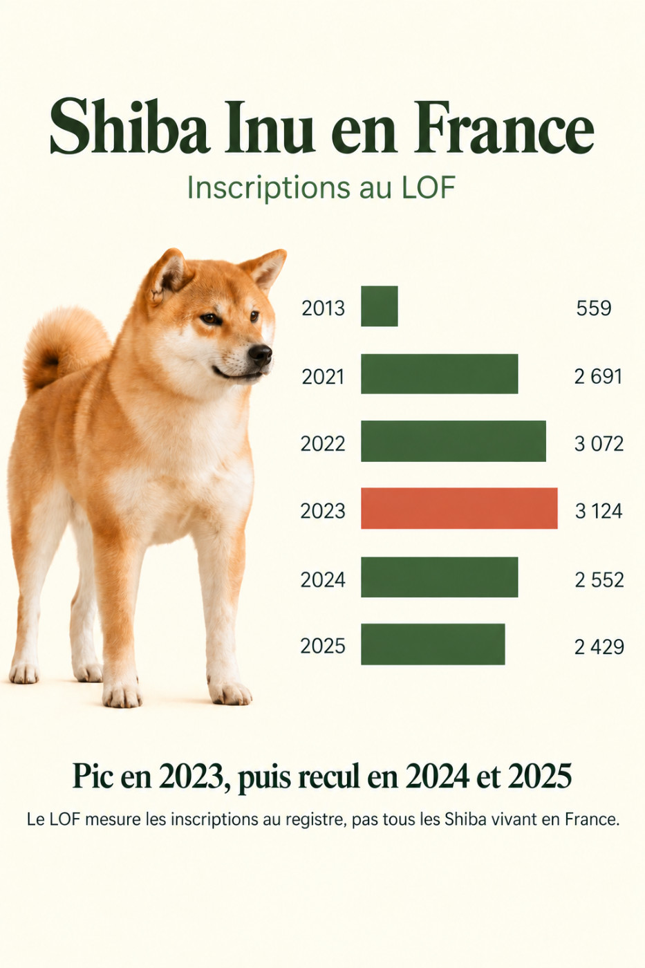 Shiba Inu en France : popularité, évolution des inscriptions au LOF et conseils avant adoption