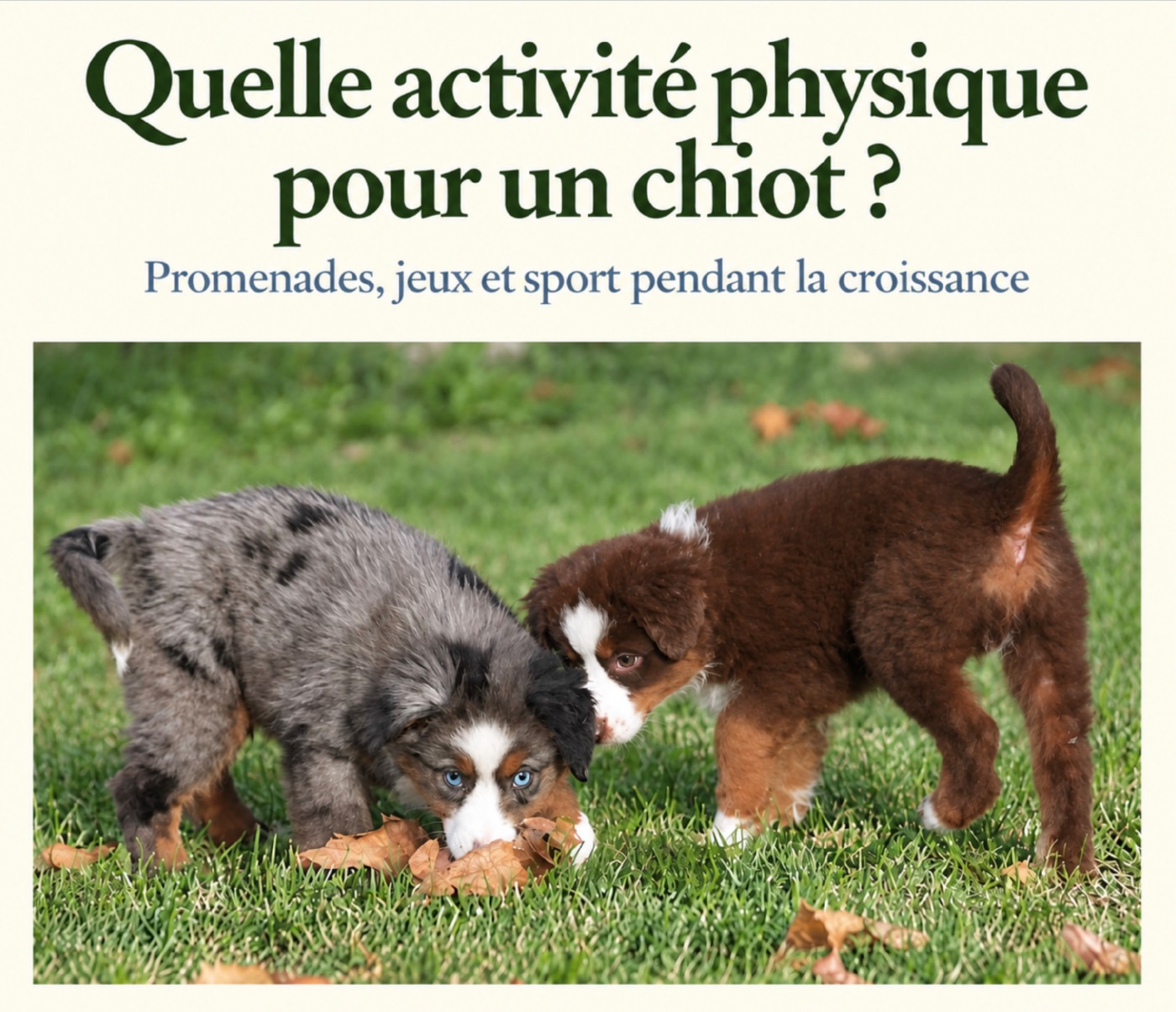 Quelle activité physique pour un chiot ? Promenades, jeux et respect de la croissance