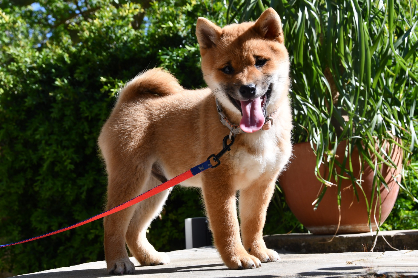 Education du Shiba Inu : bien démarrer avec votre chiot