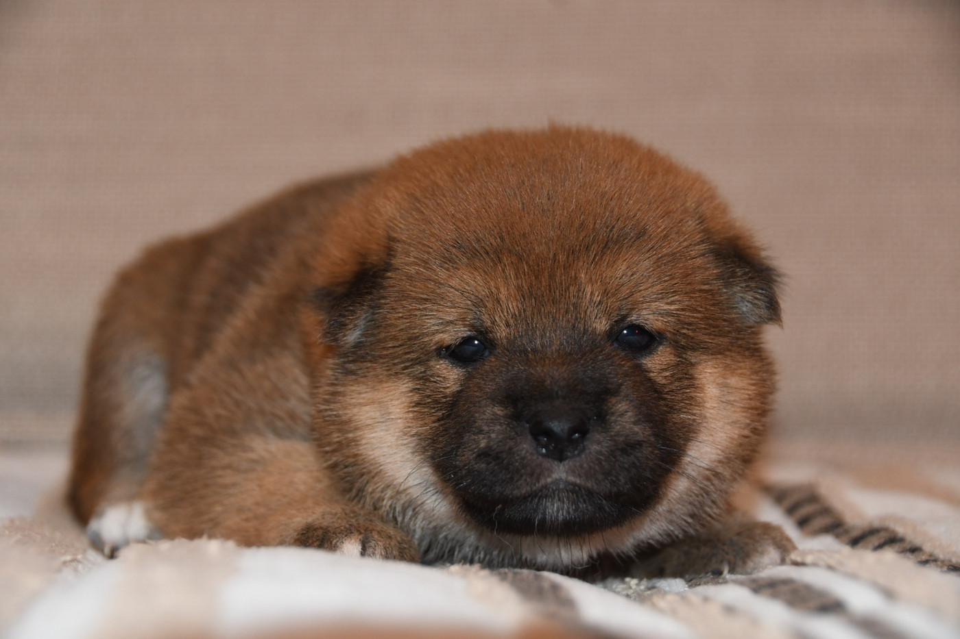 Croissance du Shiba Inu : poids, taille et évolution du chiot mois par mois