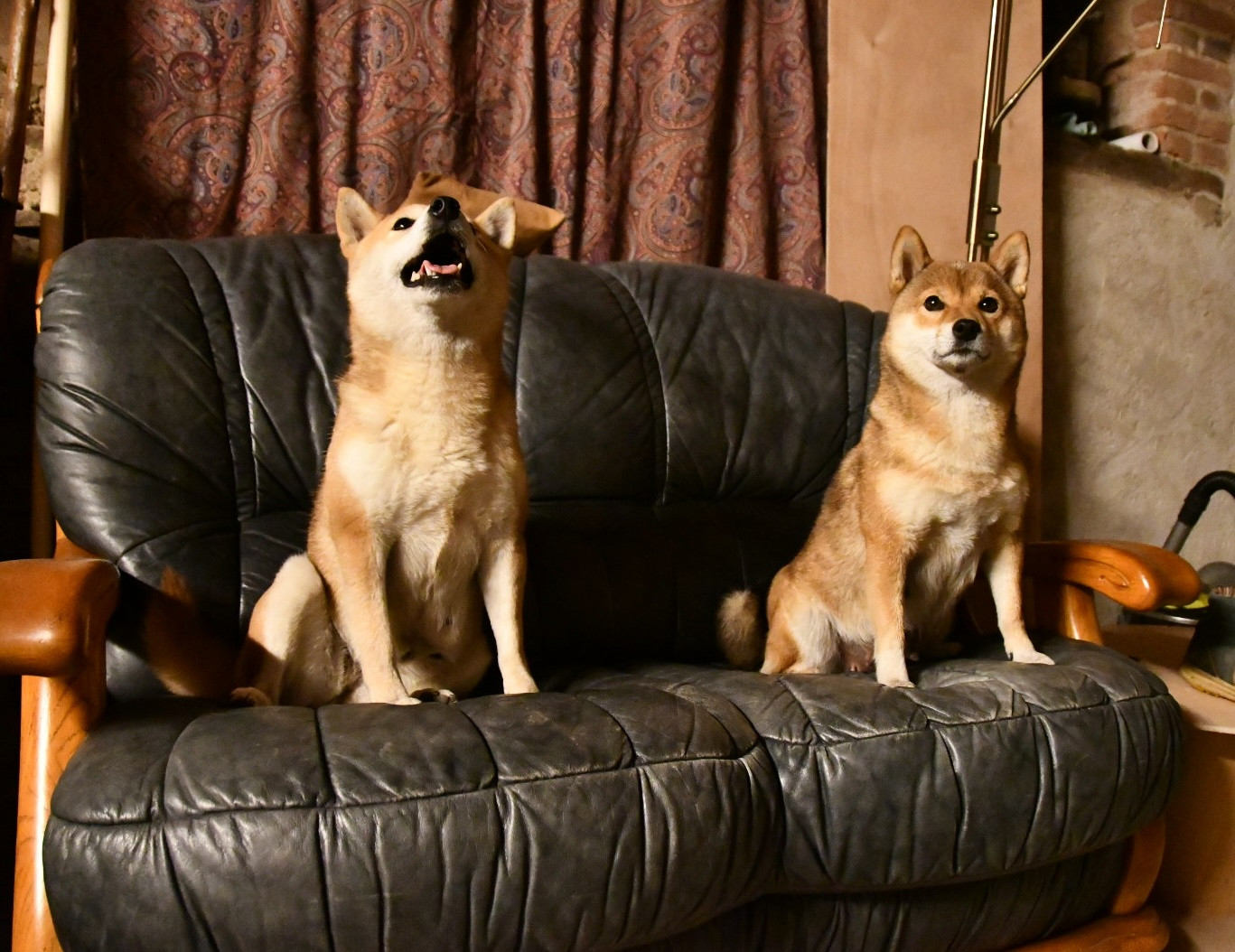des sylphes enchantées - Le Shiba Inu peut-il vivre en appartement ?