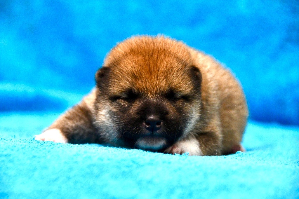 des sylphes enchantées - Chiots disponibles - Shiba