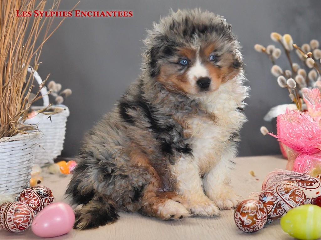 des sylphes enchantées - Chiots disponibles - Berger Américain Miniature 