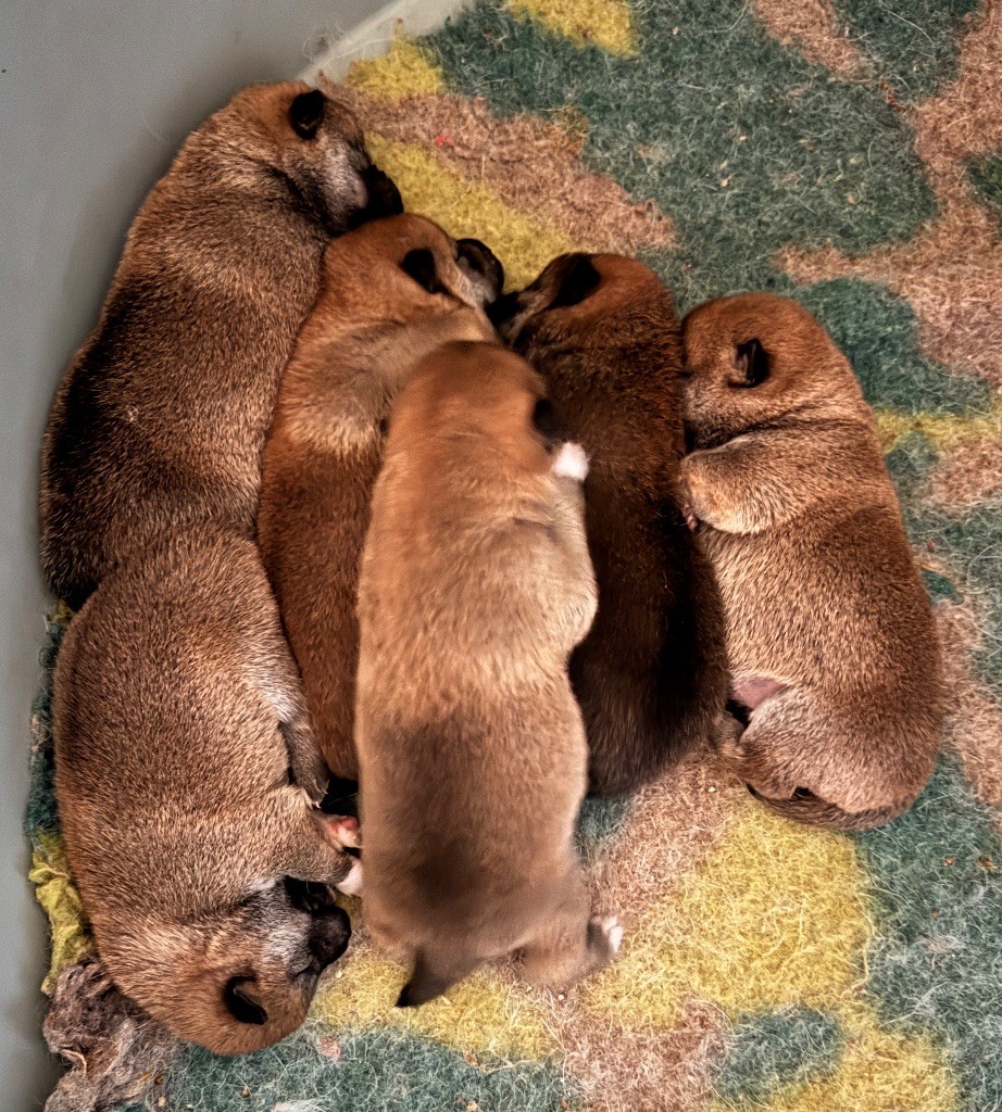 des sylphes enchantées - Chiots disponibles - Shiba