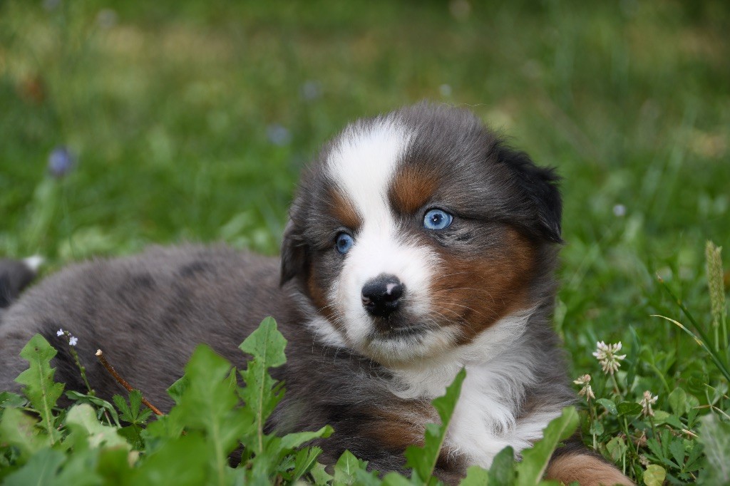 des sylphes enchantées - Chiots disponibles - Berger Américain Miniature 