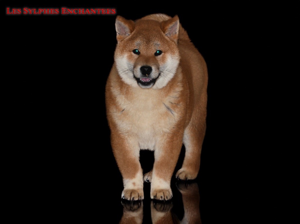 des sylphes enchantées - Chiots disponibles - Shiba