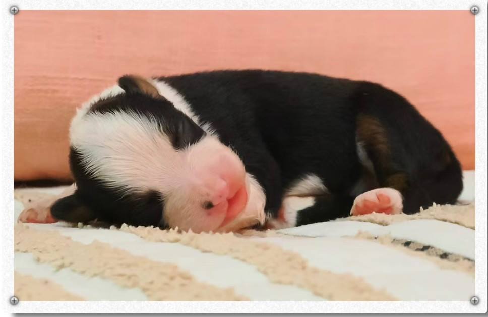 des sylphes enchantées - Chiots disponibles - Berger Américain Miniature 