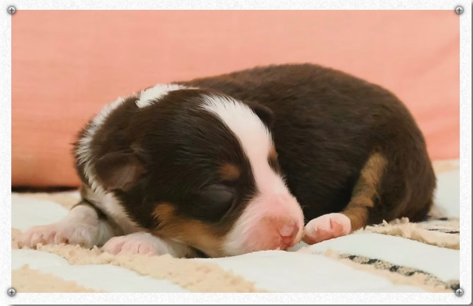 des sylphes enchantées - Chiots disponibles - Berger Américain Miniature 