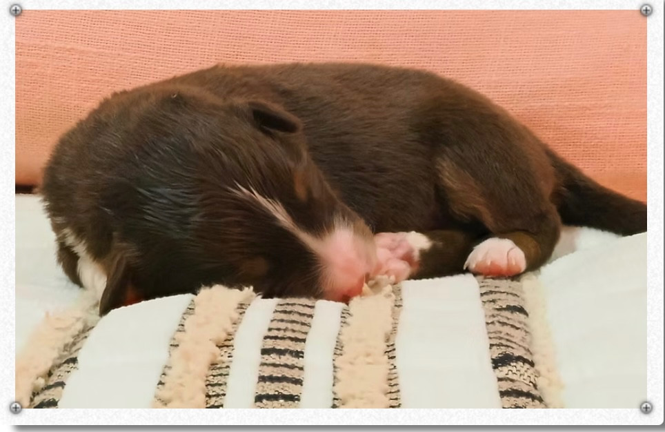 des sylphes enchantées - Chiots disponibles - Berger Américain Miniature 