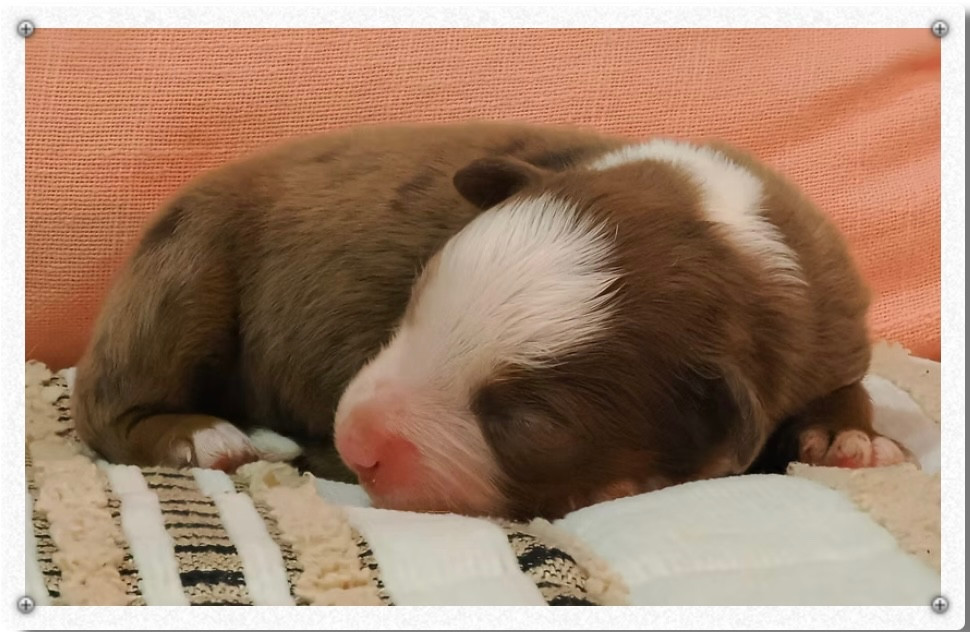 des sylphes enchantées - Chiots disponibles - Berger Américain Miniature 