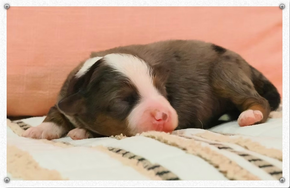 des sylphes enchantées - Chiots disponibles - Berger Américain Miniature 