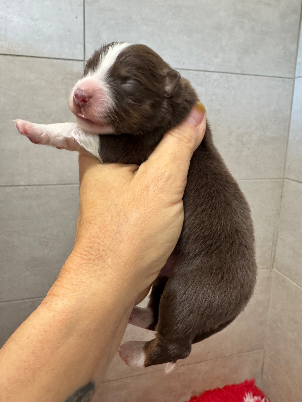 des sylphes enchantées - Chiots disponibles - Berger Américain Miniature 