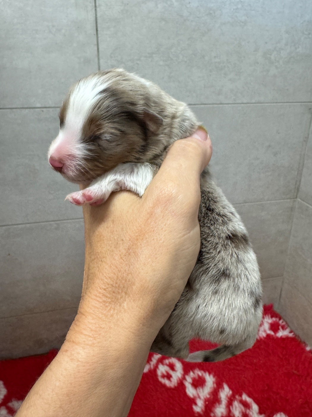 des sylphes enchantées - Chiots disponibles - Berger Américain Miniature 