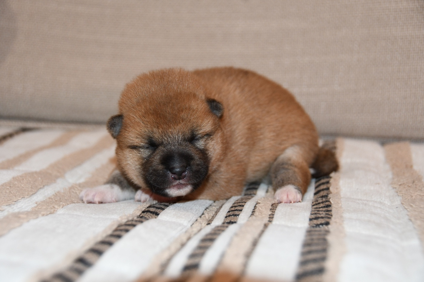 des sylphes enchantées - Chiots disponibles - Shiba