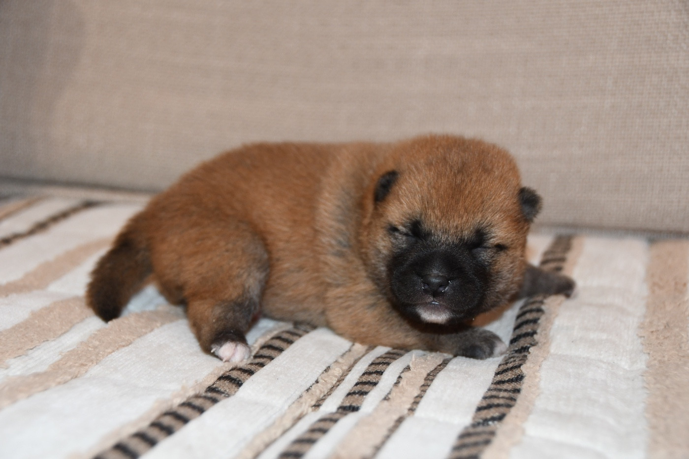des sylphes enchantées - Chiots disponibles - Shiba