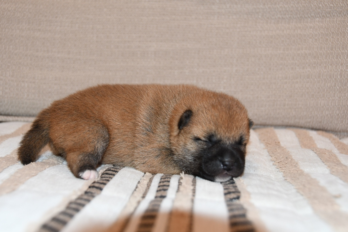 des sylphes enchantées - Chiots disponibles - Shiba