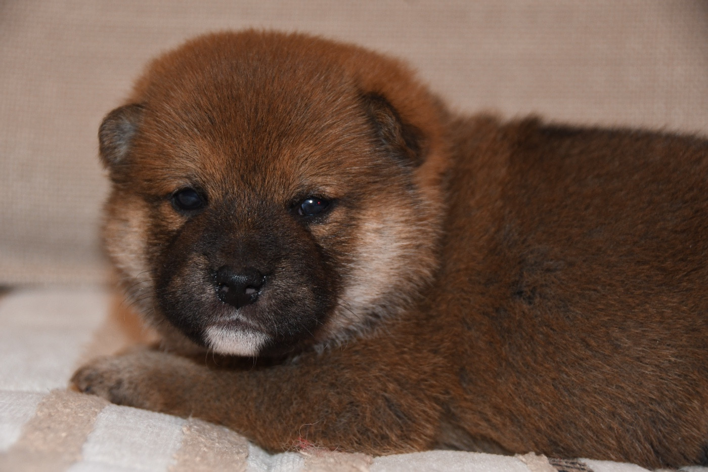 des sylphes enchantées - Chiots disponibles - Shiba