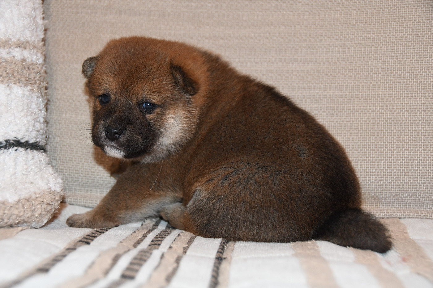 Chiot Shiba des sylphes enchantées