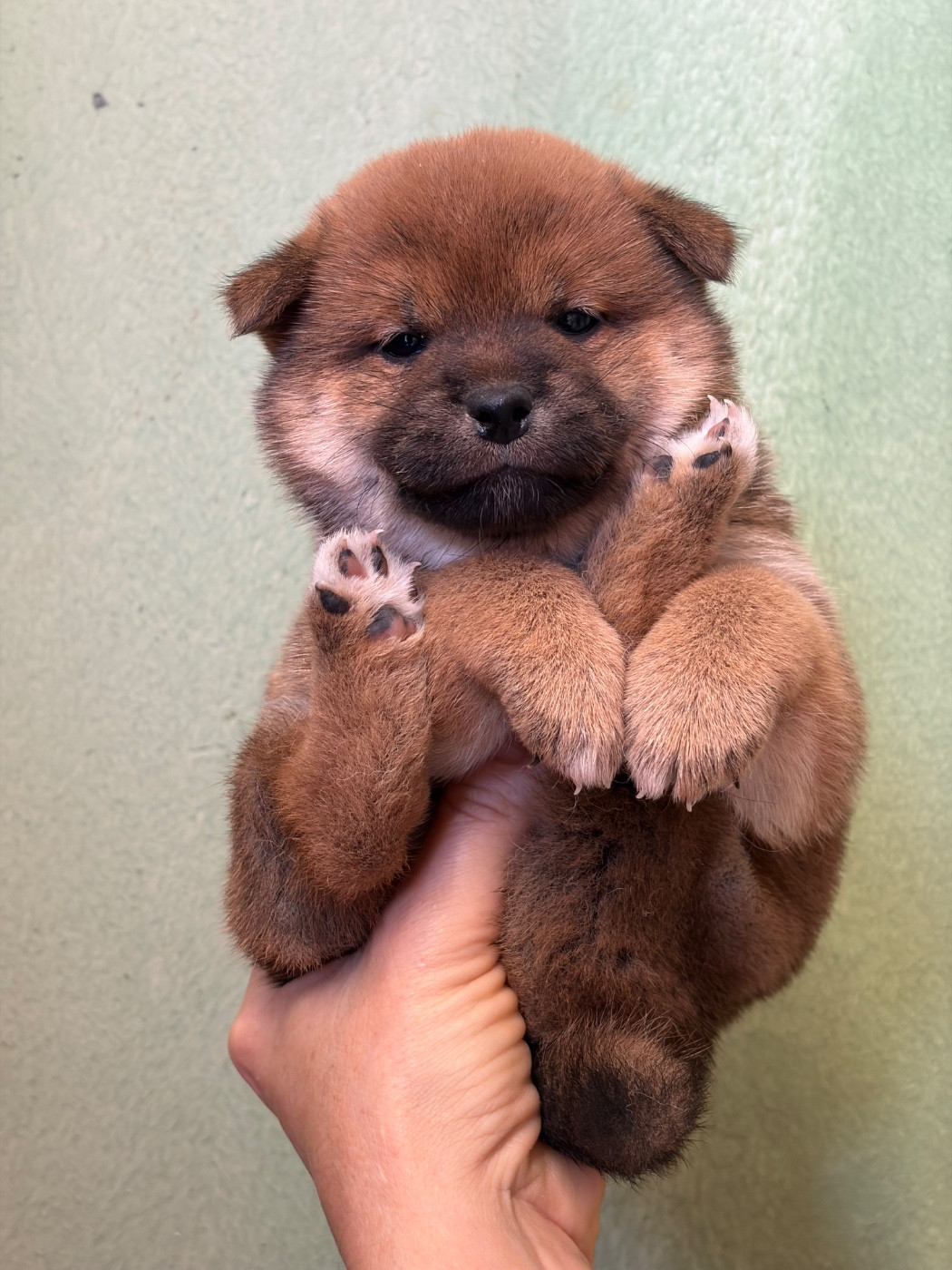 des sylphes enchantées - Shiba - Portée née le 01/01/2026