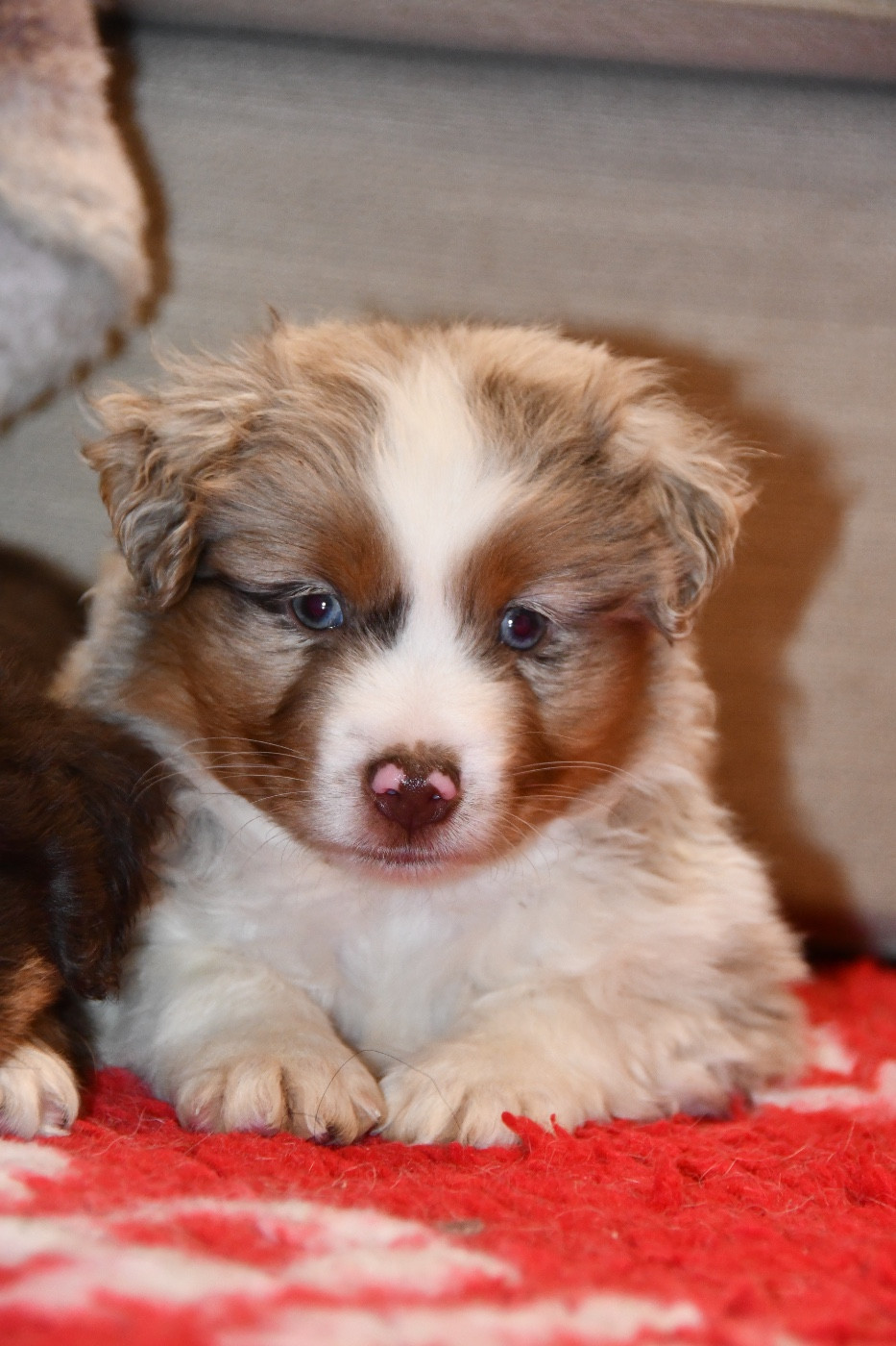 des sylphes enchantées - Chiots disponibles - Berger Américain Miniature 