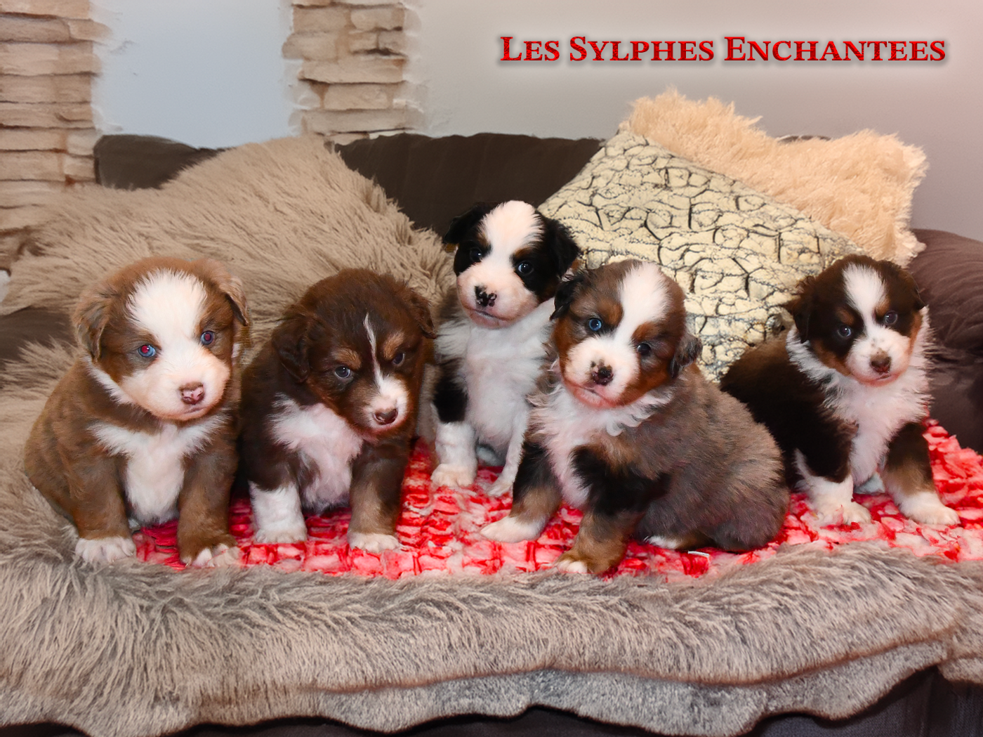 des sylphes enchantées - Chiots disponibles - Berger Américain Miniature 