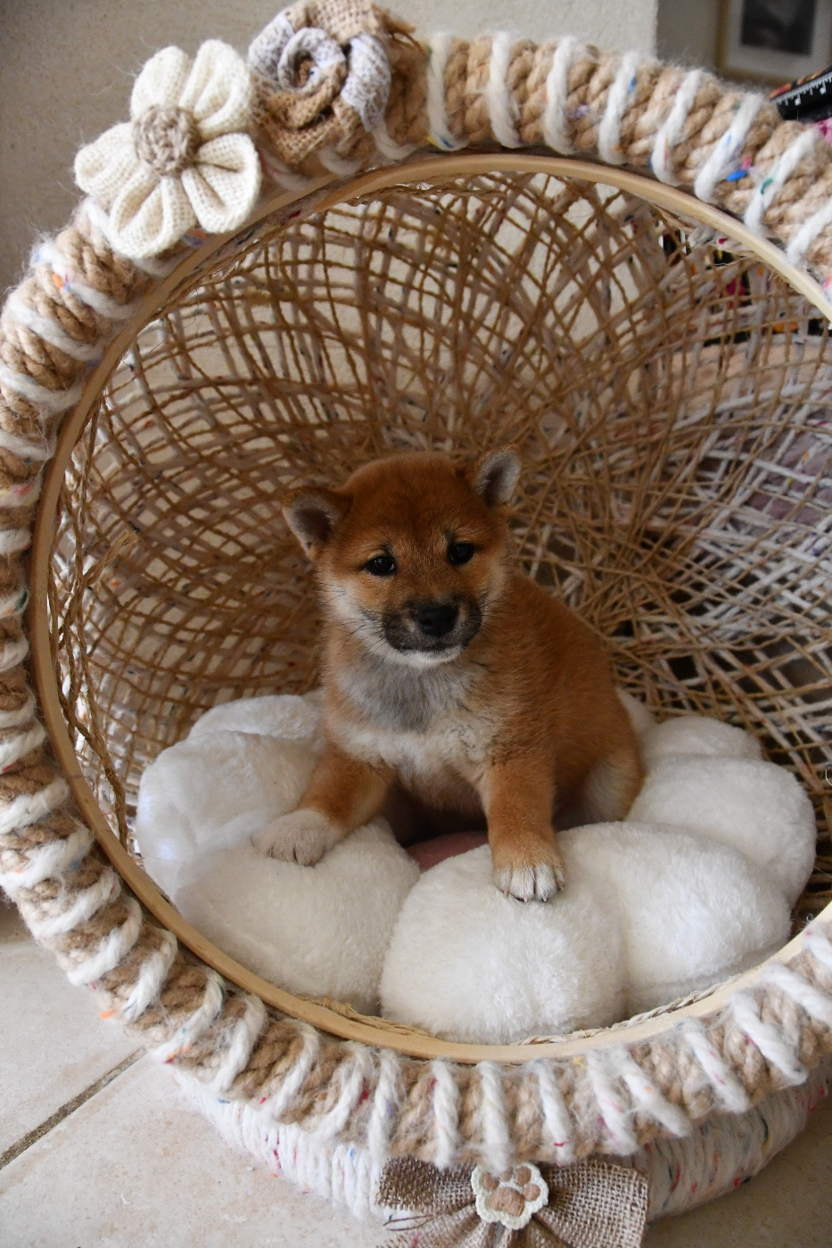 des sylphes enchantées - Chiots disponibles - Shiba