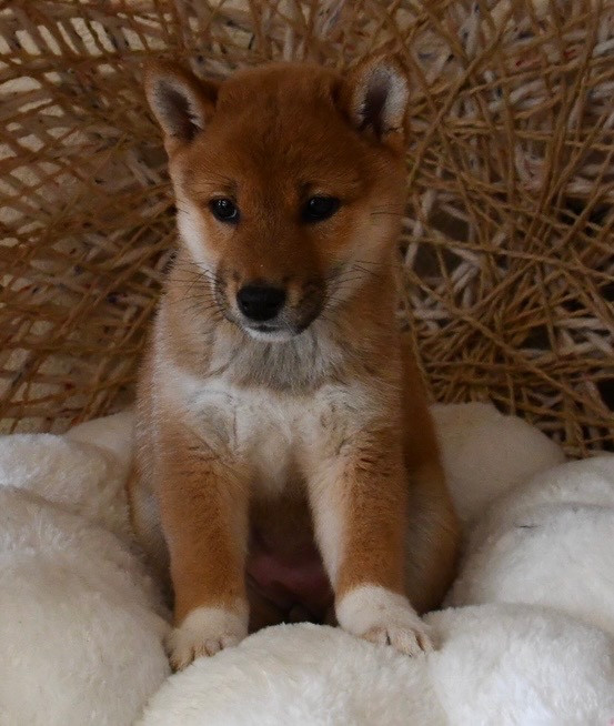 des sylphes enchantées - Chiots disponibles - Shiba