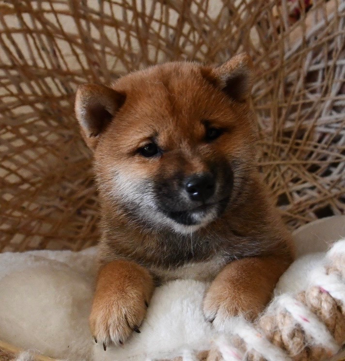 des sylphes enchantées - Chiots disponibles - Shiba