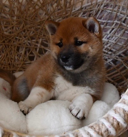 des sylphes enchantées - Chiots disponibles - Shiba