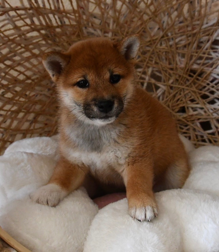des sylphes enchantées - Chiots disponibles - Shiba