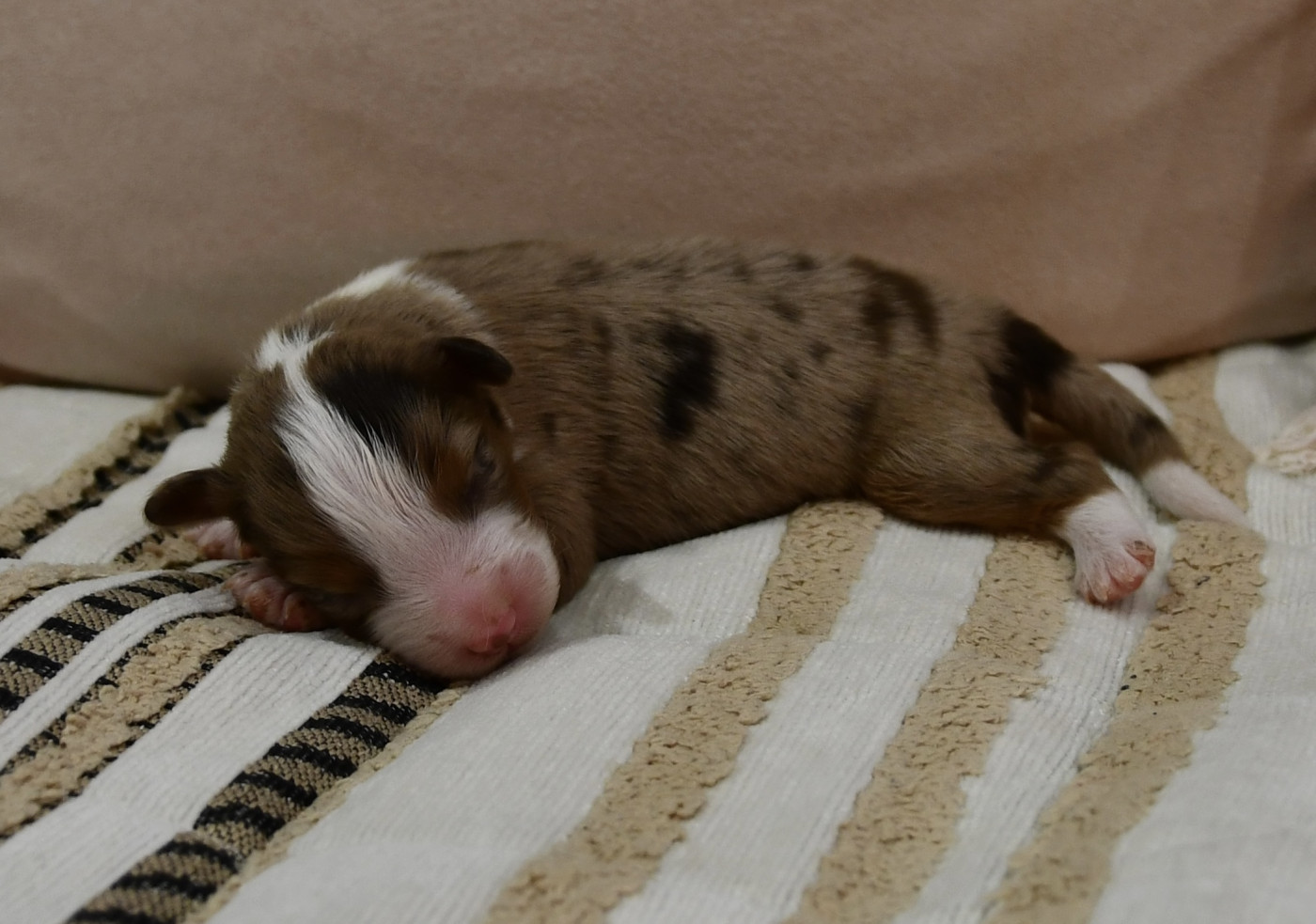 des sylphes enchantées - Chiots disponibles - Berger Américain Miniature 
