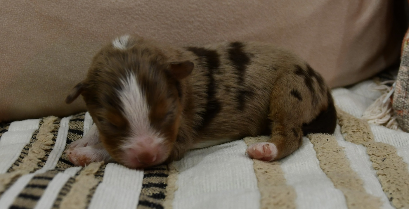 des sylphes enchantées - Chiots disponibles - Berger Américain Miniature 