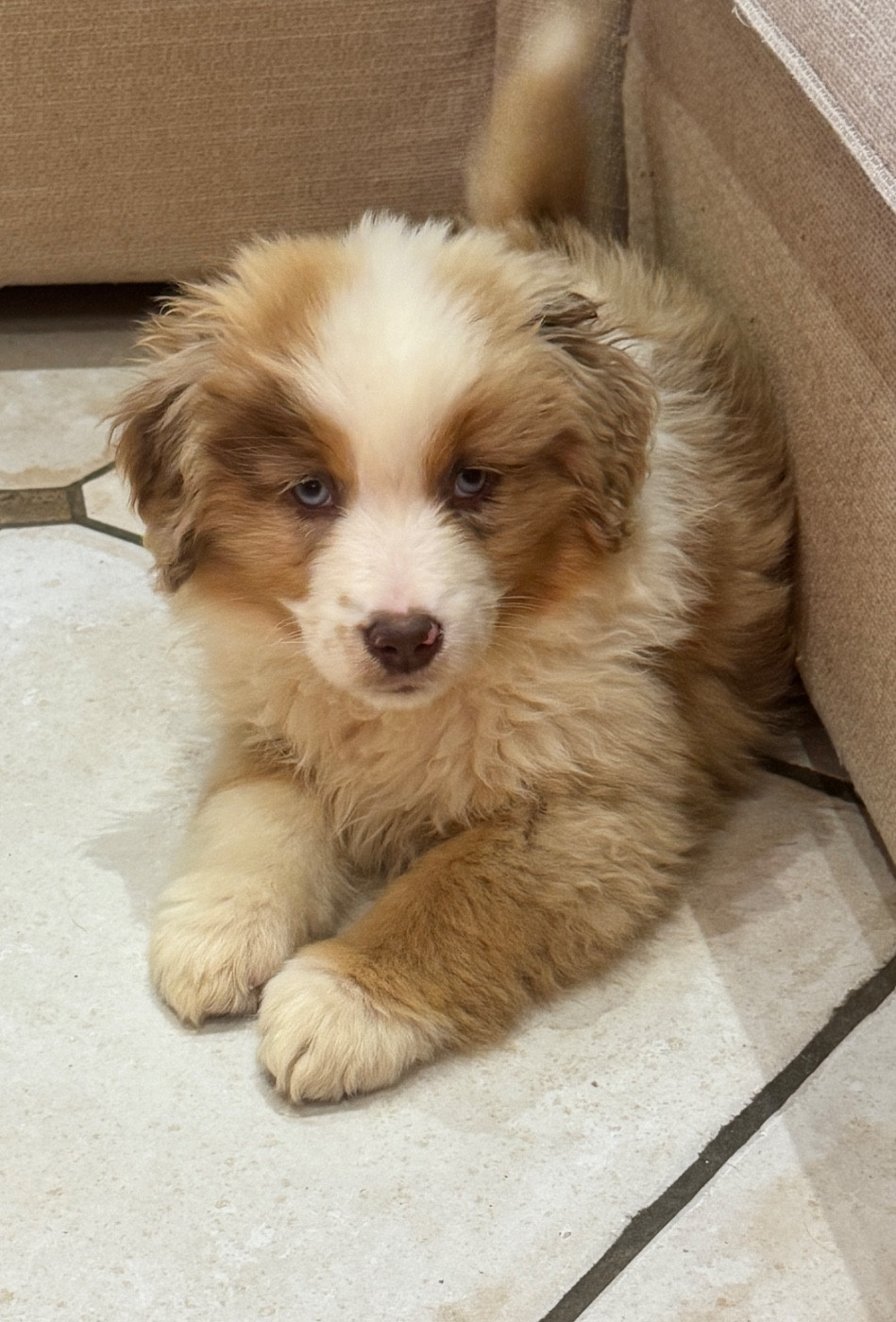 des sylphes enchantées - Chiots disponibles - Berger Américain Miniature 