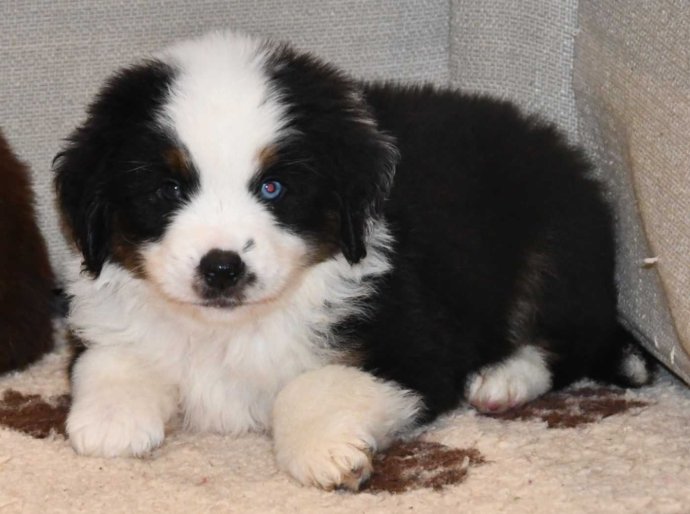 des sylphes enchantées - Chiots disponibles - Berger Américain Miniature 
