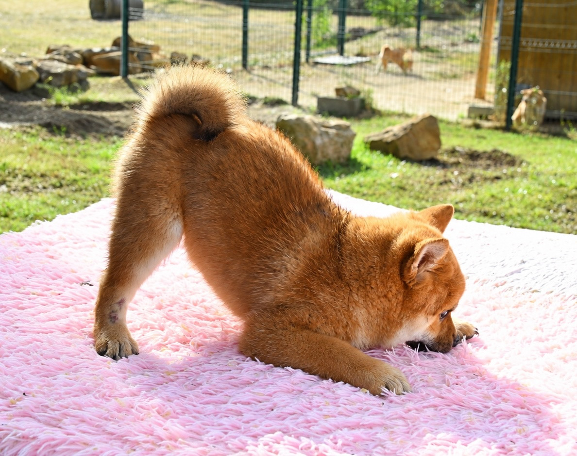 des sylphes enchantées - Chiots disponibles - Shiba